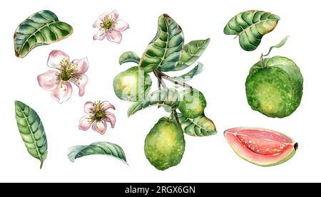 Set mit Baumzweig und Guavenobst, ganze und geschnittene Aquarelle, auf Weiß isoliert. Grüne Blätter, von Hand gezeichnete Guajava-Blüten. Desi Stockfoto
