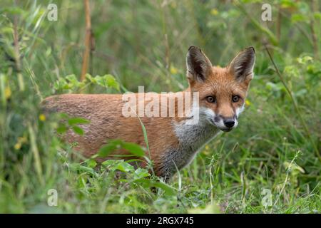 Junger Rotfuchs (Vulpes vulpes), der aus dickem Laub schaut Stockfoto