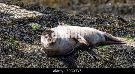 Seals of Seal Island, Loch Linhee, Fort William, Schottland Stockfoto