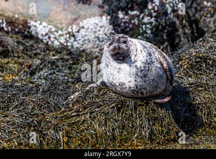 Seals of Seal Island, Loch Linhee, Fort William, Schottland Stockfoto