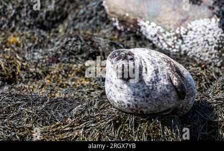 Seals of Seal Island, Loch Linhee, Fort William, Schottland Stockfoto