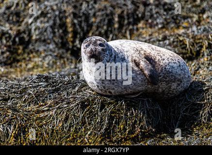 Seals of Seal Island, Loch Linhee, Fort William, Schottland Stockfoto