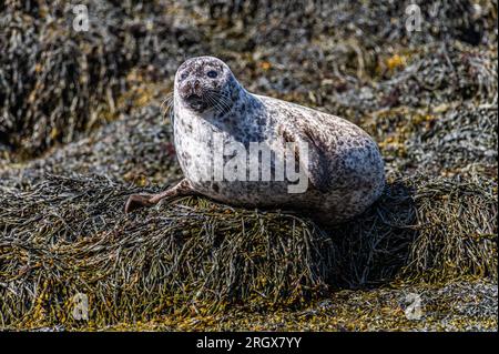 Seals of Seal Island, Loch Linhee, Fort William, Schottland Stockfoto