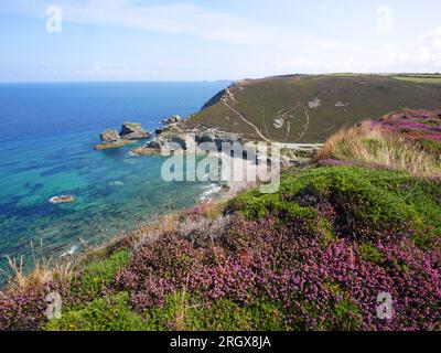 Heather blüht auf den Klippen mit Blick auf Trevellas Porth, St. Agnes, Cornwall. Stockfoto