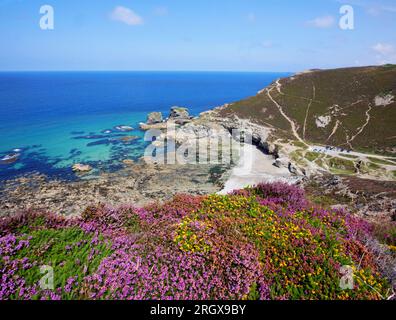 Heather blüht auf den Klippen mit Blick auf Trevellas Porth, St. Agnes, Cornwall. Stockfoto