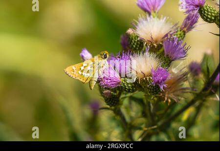 Silberfleck-Kapitän, gebräuchlicher Brandzeichen-Kapitän, Hesperia Komma-Schmetterling, der sich an der Distel ernährt, Andalusien, Spanien. Stockfoto
