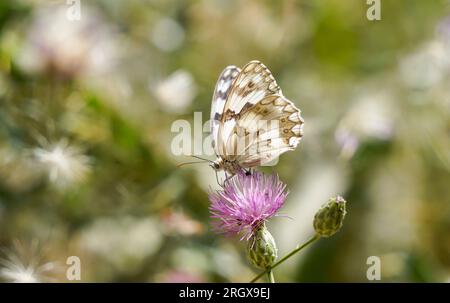 Iberischen schachbrettfalter Melanargia, Schmetterling, (lachesis) ruht auf Blume. Andalusien, Spanien. Stockfoto