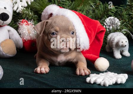 Kleiner süßer, neugieriger, brauner, amerikanischer Rüpel mit weihnachtsmannmütze neben weihnachtsbaum und Eisbär, Spielzeug, Schneeflocken, Engel. Weihnachten und New Yea Stockfoto