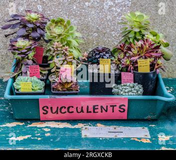 Tablett mit gegossenen Sukkulenten zum Verkauf auf einem verwitterten Tisch und Honesty Box. Stockfoto