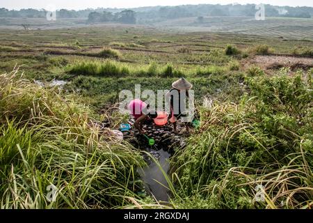 Bogor, Indonesien. 12. Aug. 2023. Ein Bewohner füllt Wasser in seinen Eimer. Verwenden Sie Wasser Pfützen Reisfeld, in einem Dorf am Stadtrand der Hauptstadt, in Bogor Regency, West Java, Indonesien, am 12. August 2023. Die Bewohner sind aufgrund der Dürreknappheit gezwungen, Wasser in Reisfelder für den täglichen Bedarf zu infiltrieren. (Foto: Andi M Ridwan/INA Photo Agency/Sipa USA) Guthaben: SIPA USA/Alamy Live News Stockfoto