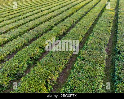 Luftaufnahme von grünen und genauen Hecken mit unzähligen Teeblättern eines Mate-Feldes in der Provinz Misiones in Argentinien, Südamerika Stockfoto