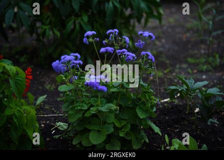 Lila Blumen im Sommergarten. Bush Ageratum conyzoides. Kleine Atriatumblüten. Stockfoto