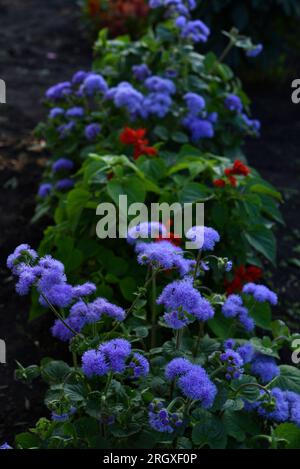 Lila Blumen im Sommergarten. Bush Ageratum conyzoides. Kleine Atriatumblüten. Stockfoto