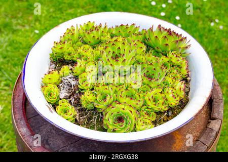 Ein Haufen Sukkulent-, Houseleek- oder Crassulaceae-Pflanzen wächst in einem altmodischen Metallbecken im Grünland auf einem alten, verrosteten Holzfass. Stockfoto