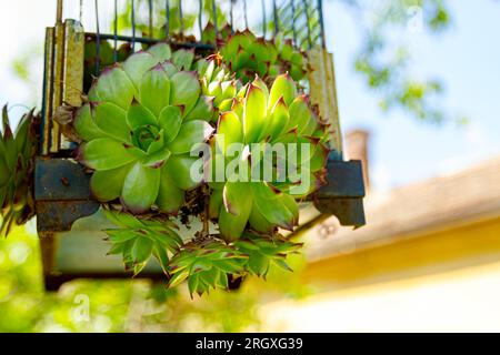 Der Haufen der Sempervivum tectorum-, Sukculent Houseleek- oder Crassulaceae-Pflanze wächst im hängenden Vogelkäfig. Stockfoto