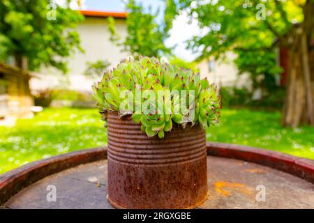 Ein Haufen Sukkulent-, Houseleek- oder Crassulaceae-Pflanzen wächst in rostigen Metalldosen, die auf dem Grasland auf einem alten verrosteten Holzfass platziert werden. Stockfoto