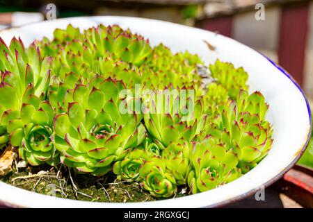 Ein Haufen Sukkulent-, Houseleek- oder Crassulaceae-Pflanzen wächst in einem altmodischen Metallbecken im Grünland auf einem alten, verrosteten Holzfass. Stockfoto