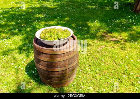 Ein Haufen Sukkulent-, Houseleek- oder Crassulaceae-Pflanzen wächst in einem altmodischen Metallbecken im Grünland auf einem alten, verrosteten Holzfass. Stockfoto