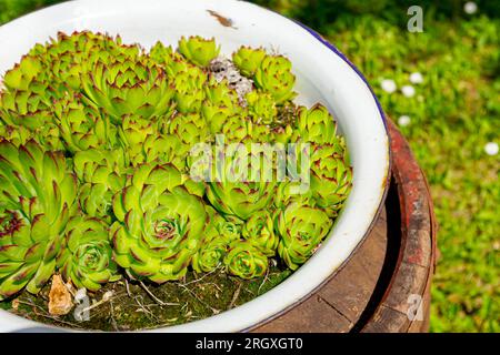 Ein Haufen Sukkulent-, Houseleek- oder Crassulaceae-Pflanzen wächst in einem altmodischen Metallbecken im Grünland auf einem alten, verrosteten Holzfass. Stockfoto