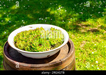 Ein Haufen Sukkulent-, Houseleek- oder Crassulaceae-Pflanzen wächst in einem altmodischen Metallbecken im Grünland auf einem alten, verrosteten Holzfass. Stockfoto