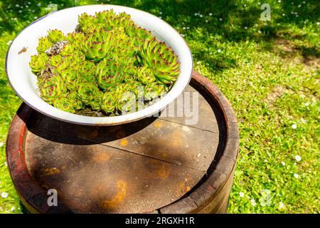 Ein Haufen Sukkulent-, Houseleek- oder Crassulaceae-Pflanzen wächst in einem altmodischen Metallbecken im Grünland auf einem alten, verrosteten Holzfass. Stockfoto