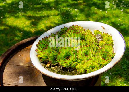 Ein Haufen Sukkulent-, Houseleek- oder Crassulaceae-Pflanzen wächst in einem altmodischen Metallbecken im Grünland auf einem alten, verrosteten Holzfass. Stockfoto