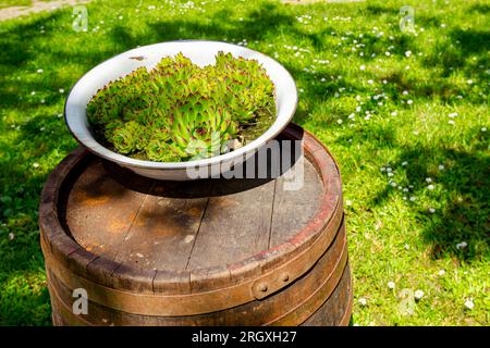 Ein Haufen Sukkulent-, Houseleek- oder Crassulaceae-Pflanzen wächst in einem altmodischen Metallbecken im Grünland auf einem alten, verrosteten Holzfass. Stockfoto