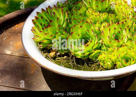 Ein Haufen Sukkulent-, Houseleek- oder Crassulaceae-Pflanzen wächst in einem altmodischen Metallbecken im Grünland auf einem alten, verrosteten Holzfass. Stockfoto