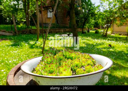 Ein Haufen Sukkulent-, Houseleek- oder Crassulaceae-Pflanzen wächst in einem altmodischen Metallbecken im Grünland auf einem alten, verrosteten Holzfass. Stockfoto