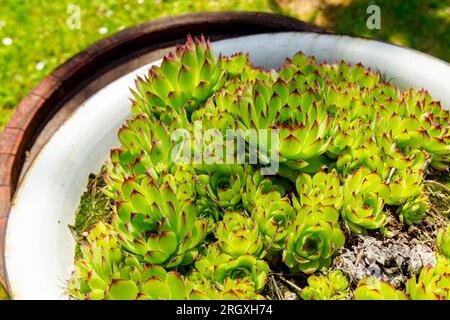 Ein Haufen Sukkulent-, Houseleek- oder Crassulaceae-Pflanzen wächst in einem altmodischen Metallbecken im Grünland auf einem alten, verrosteten Holzfass. Stockfoto