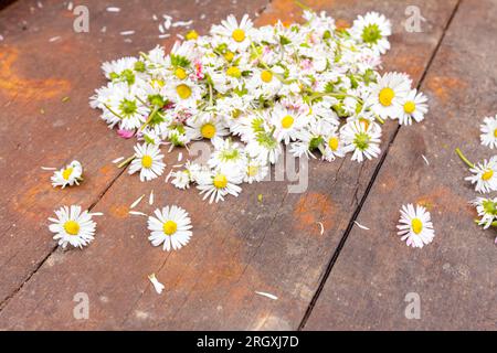 Ein Haufen gepflückter weißer Gänseblümchen auf Holzbalken. Stockfoto