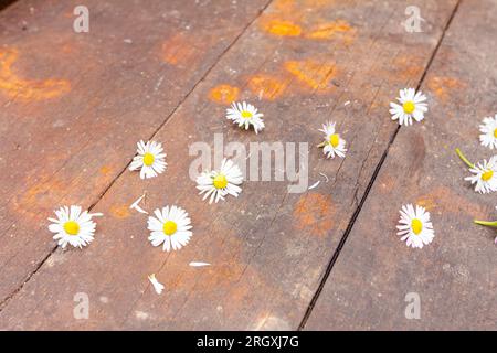 Ein Haufen gepflückter weißer Gänseblümchen auf Holzbalken. Stockfoto