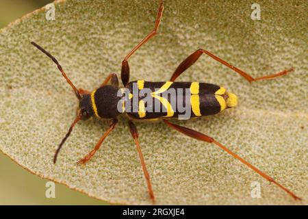 Detaillierte Nahaufnahme eines Wespen-imitierenden Longhornkäfers, Clytus arietis, der auf einem getrockneten Blatt sitzt Stockfoto