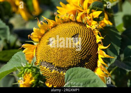 Gelb blühende Sonnenblumen im Sommer, landwirtschaftliche Tätigkeiten zum Anbau von Sonnenblumenpflanzen Stockfoto