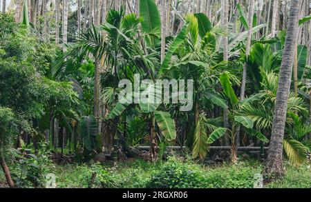 Naturblick auf Bananen- und Areka-Palmenplantage, Tamil Nadu, Indien Stockfoto