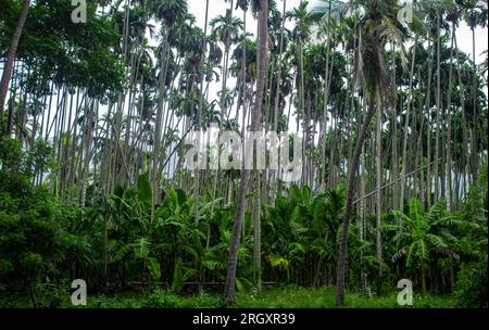 Naturblick auf Bananen- und Areka-Palmenplantage, Tamil Nadu, Indien Stockfoto