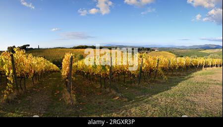 Nach der Erntezeit werden die Chianti-Weinberge im Herbst gelb. Panoramablick auf wunderschöne Reihen von Weinbergen und blauen Himmel im Chianti-Gebiet Stockfoto