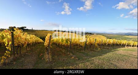 Nach der Erntezeit werden die Chianti-Weinberge im Herbst gelb. Panoramablick auf wunderschöne Reihen von Weinbergen und blauen Himmel im Chianti-Gebiet Stockfoto