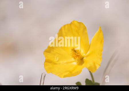 Glaucium flavum oder gelber Hörner oder Mohn, Sommerblütenpflanze in der Familie Papaveraceae Stockfoto