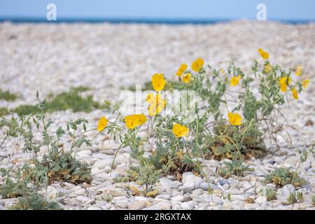 Glaucium flavum oder gelber Hörner oder Mohn, Sommerblütenpflanze in der Familie Papaveraceae Stockfoto