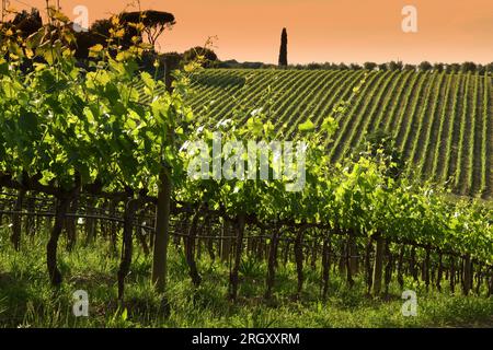 Wunderschöne Weinberge in der Toskana bei Sonnenuntergang. Italien Stockfoto