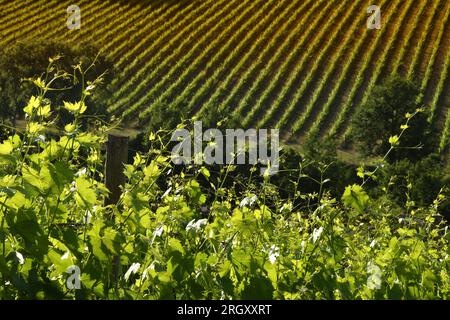 Wunderschöne Weinberge in der Toskana bei Sonnenuntergang. Italien Stockfoto