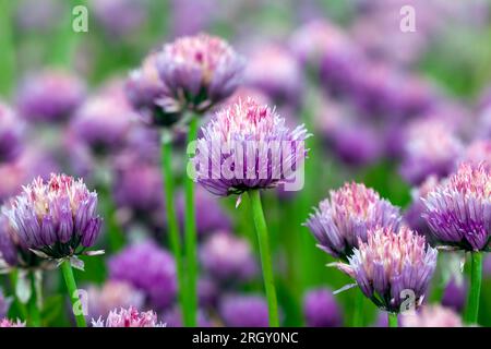Knoblauchblüte im Sommer, Saatgut für eine neue Knoblauchernte Stockfoto