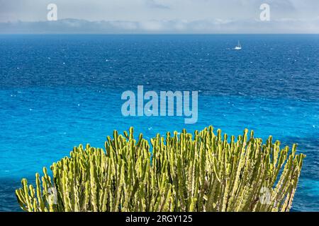 Levanzo, Italien - august 4 2023 - große grüne Kaktuspflanze mit Blick auf das tiefblaue Wasser des Mittelmeers Stockfoto