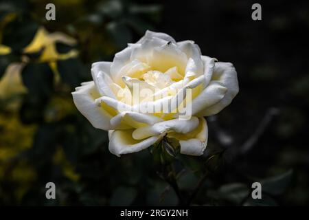 Im Blumengarten Kodaikanal blühen wunderschöne, lebendige gelbe Rosen. Das Foto wurde bei schwachem Licht mit einem selektiven Fokus auf das Motiv aufgenommen. Stockfoto