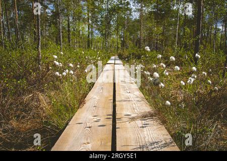 Duckboards im Feuchtgebiet mit wunderschönem Laub. Wunderschöne Natur. Stockfoto