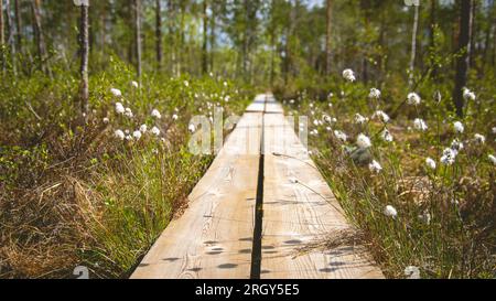 Duckboards im Feuchtgebiet mit wunderschönem Laub. Wunderschöne Natur. Stockfoto