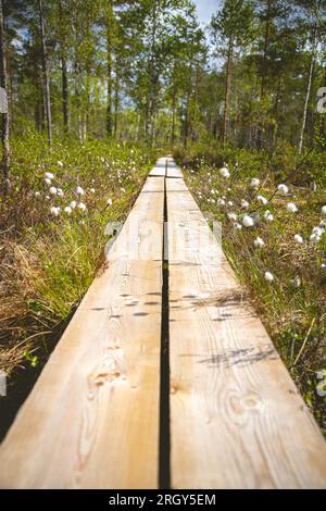 Duckboards im Feuchtgebiet mit wunderschönem Laub. Wunderschöne Natur. Stockfoto