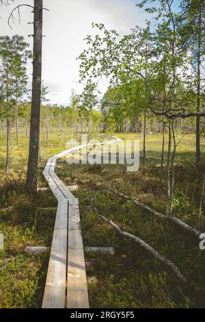 Duckboards im Feuchtgebiet mit wunderschönem Laub. Wunderschöne Natur. Stockfoto