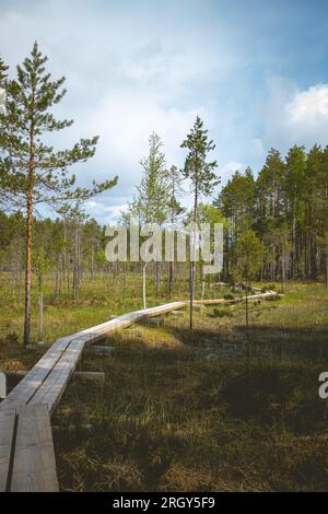 Duckboards im Feuchtgebiet mit wunderschönem Laub. Wunderschöne Natur. Stockfoto